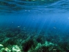 Adriatyk pod wodą / Korčula - Chorwacja, fot. K. Meger