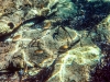 Adriatyk pod wodą / Korčula - Chorwacja, fot. K. Meger Adriatyk pod wodą / Korčula - Chorwacja, fot. K. Meger