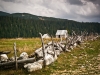 Czarnogóra - Durmitor - fot. M. Zapora