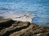 Chorwacja - Wybrzeże na półwyspie Istria, fot. M. Zapora Chorwacja - Wybrzeże na półwyspie Istria, fot. M. Zapora