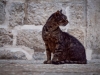 Czarnogóra - Kotor, fot. K. Meger Czarnogóra - Kotor, fot. K. Meger